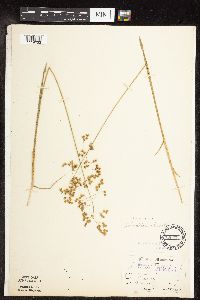 Anthoxanthum hirtum image