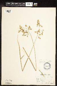 Anthoxanthum hirtum image