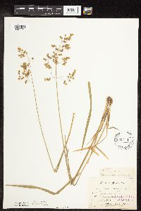 Anthoxanthum hirtum image