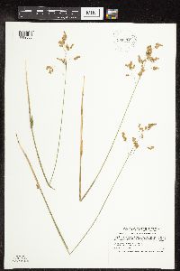 Anthoxanthum hirtum image