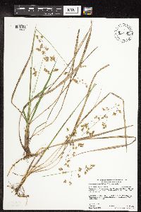 Anthoxanthum hirtum image