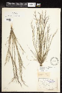 Aristida basiramea image