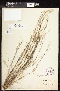 Aristida basiramea image