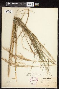Calamagrostis canadensis var. canadensis image