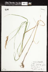 Calamagrostis canadensis var. canadensis image