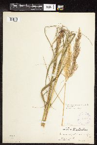 Calamagrostis canadensis var. canadensis image