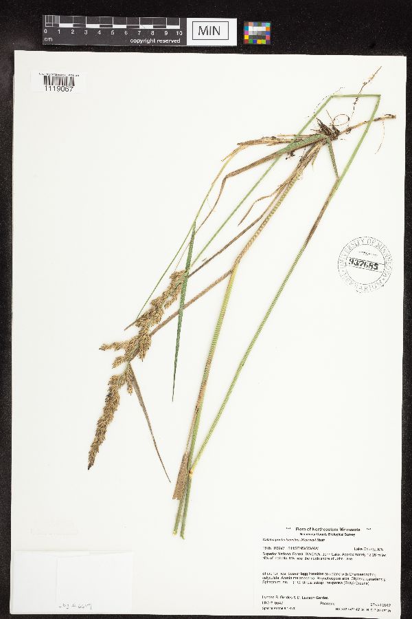 Calamagrostis stricta image