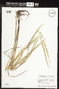 Beckmannia syzigachne image