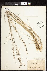 thumbnail image of current specimen