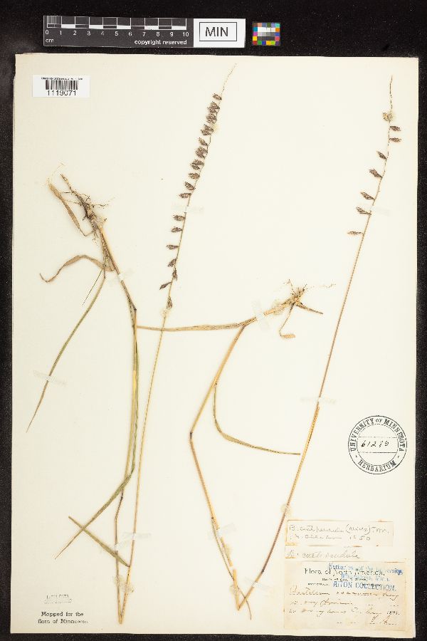 Bouteloua curtipendula var. curtipendula image