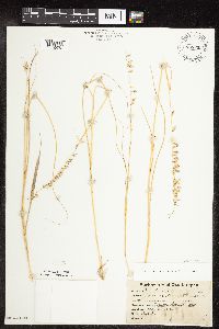 Bouteloua curtipendula var. curtipendula image