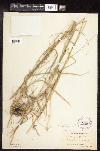 Bouteloua curtipendula var. curtipendula image