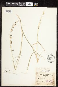 Bouteloua curtipendula var. curtipendula image