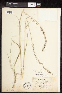 Bouteloua curtipendula var. curtipendula image