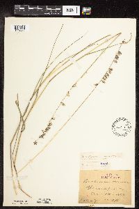 Bouteloua curtipendula var. curtipendula image