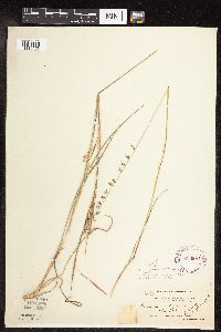 Bouteloua curtipendula var. curtipendula image