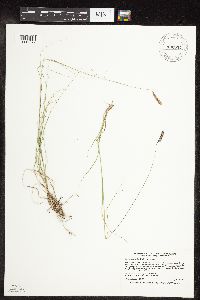 Bouteloua gracilis image