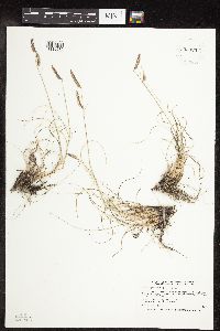 Bouteloua gracilis image