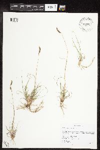 Bouteloua hirsuta var. hirsuta image