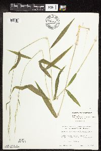 Brachyelytrum erectum image