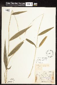 Brachyelytrum erectum image