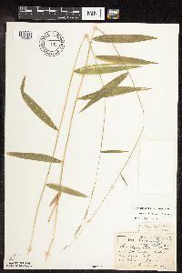 Brachyelytrum erectum image