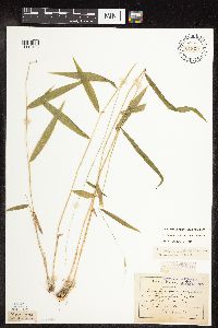 Brachyelytrum erectum image