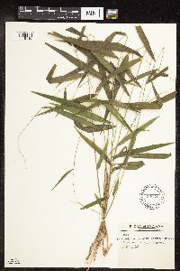 Brachyelytrum erectum image