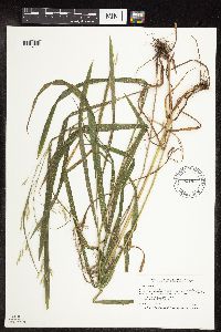 Bromus ciliatus image