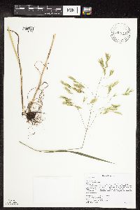 Bromus ciliatus image