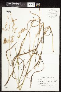 Bromus ciliatus image