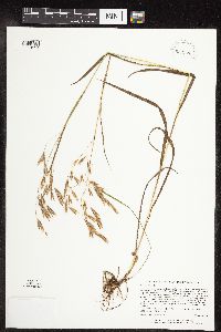 Bromus ciliatus image
