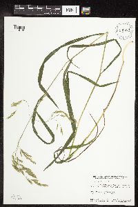 Bromus ciliatus image