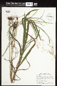 Bromus ciliatus image