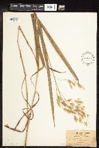 Bromus ciliatus image