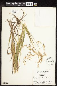 Bromus ciliatus image