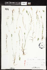 Bromus hordeaceus image