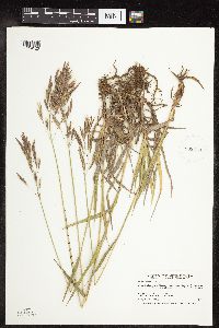 Bromus inermis image