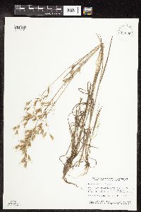 Bromus japonicus image