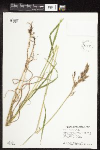 Bromus inermis image