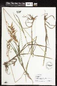 Bromus inermis image