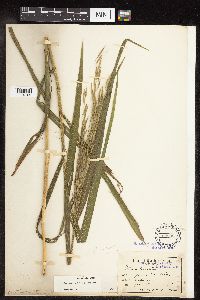 Bromus inermis image