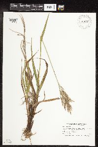 Bromus inermis image