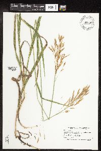 Bromus inermis image