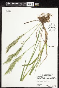 Bromus inermis image