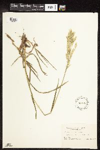 Bromus inermis image