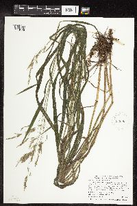 Bromus pubescens image