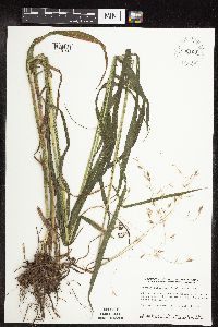 Bromus pubescens image