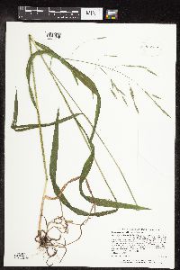 Bromus pubescens image