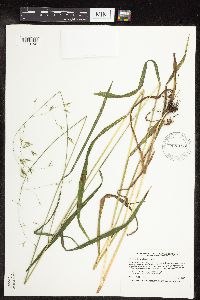 Bromus pubescens image